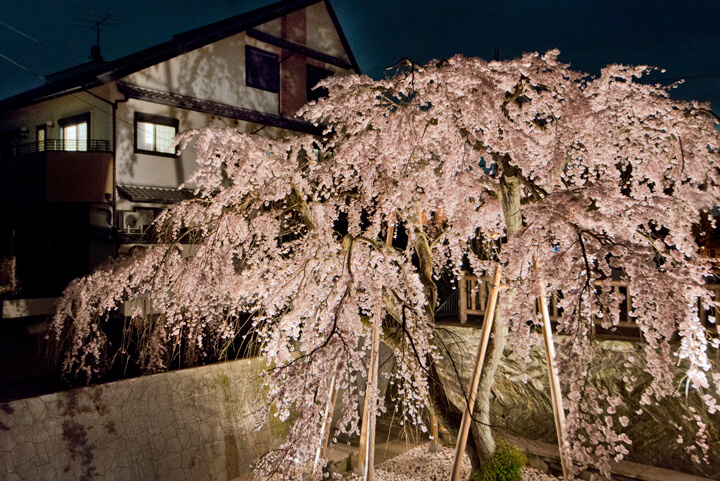 Night view of a cherry-blossom tree