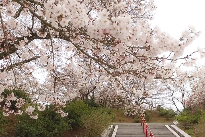 Cherry-blossom tree