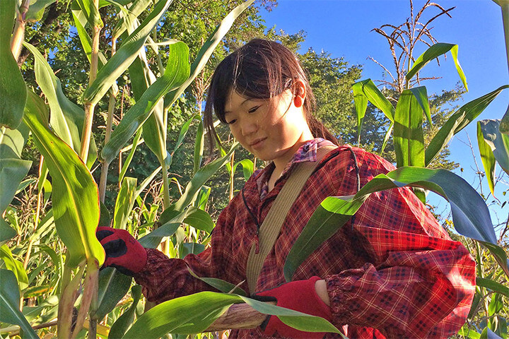 Harvesting of corn