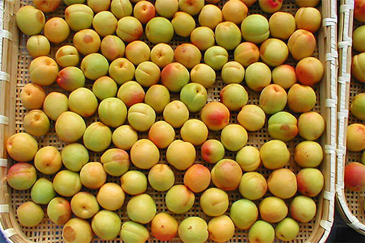 Harvested plum