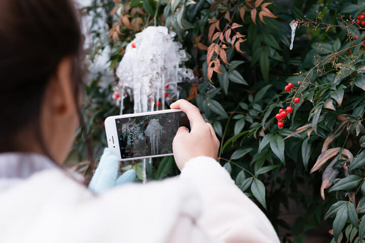 Taking a photo of iced red berry